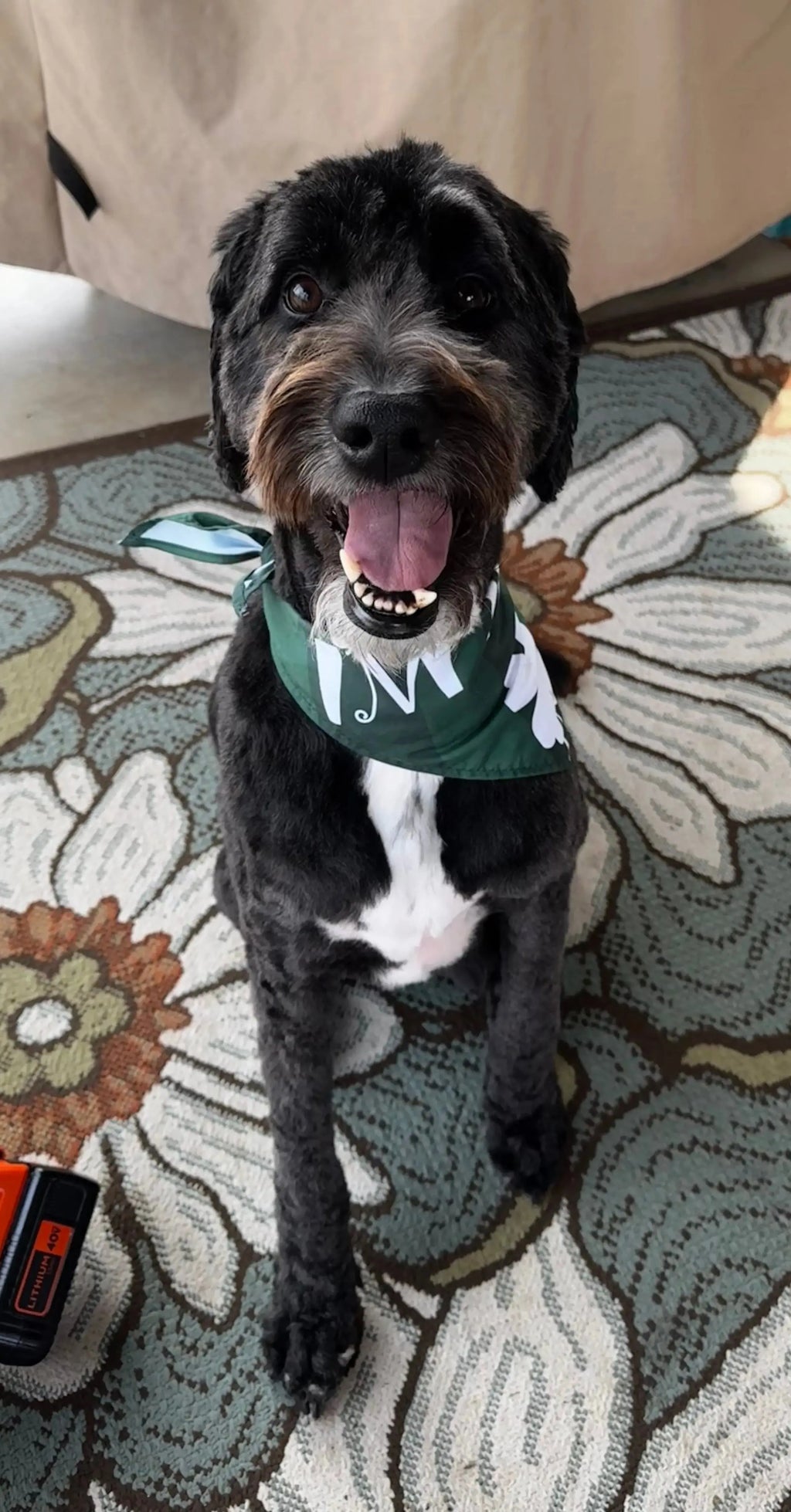 Black dog 3 years old wearing a green bandana
