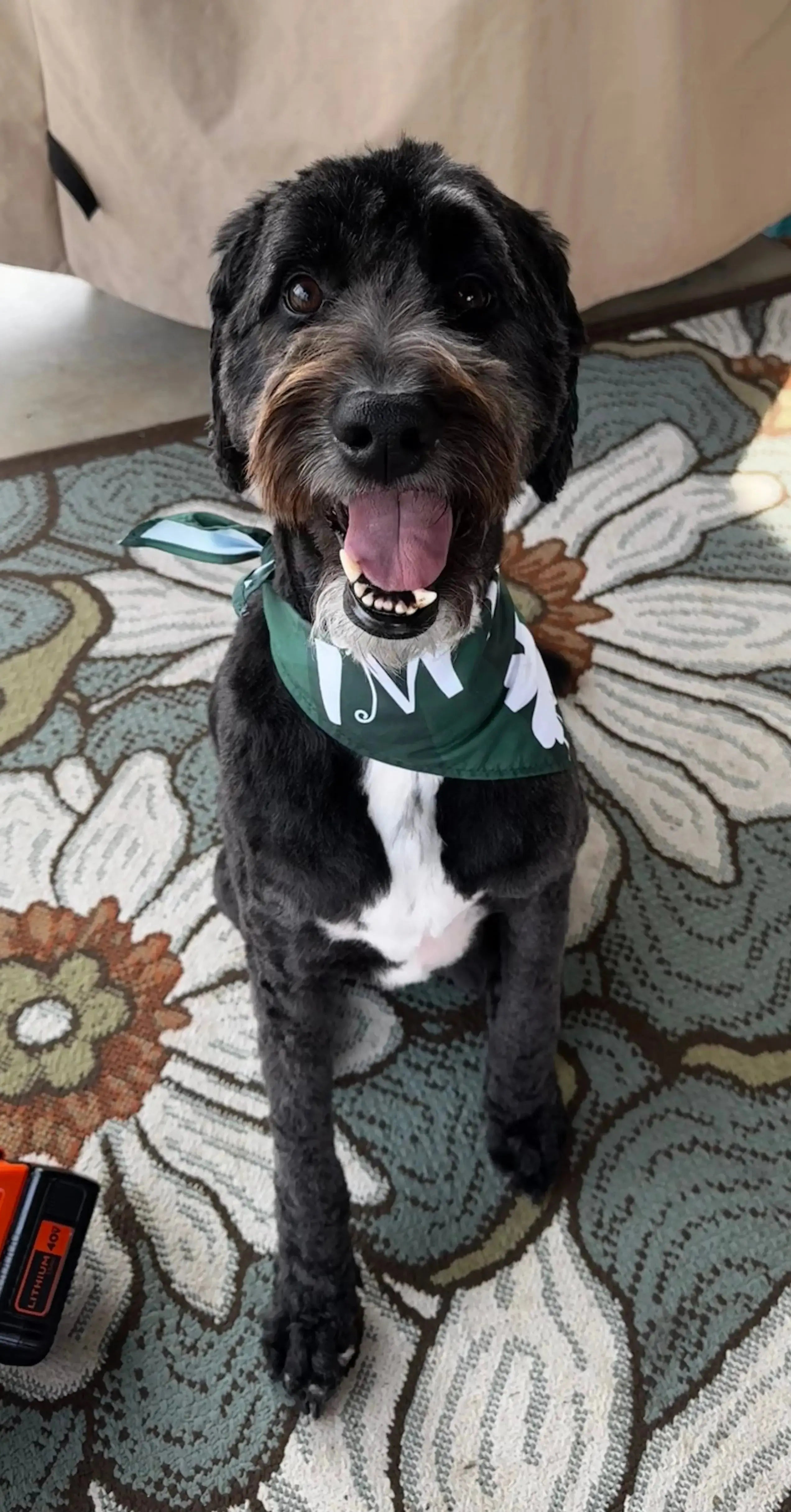 Black dog 3 years old wearing a green bandana